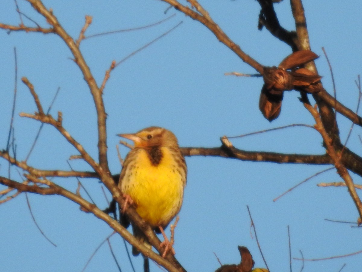 Western/Eastern Meadowlark - ML646699752