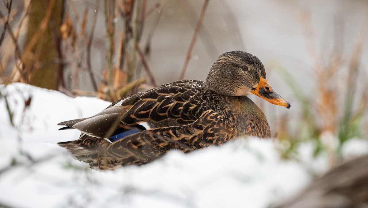 Mallard - ML646699754