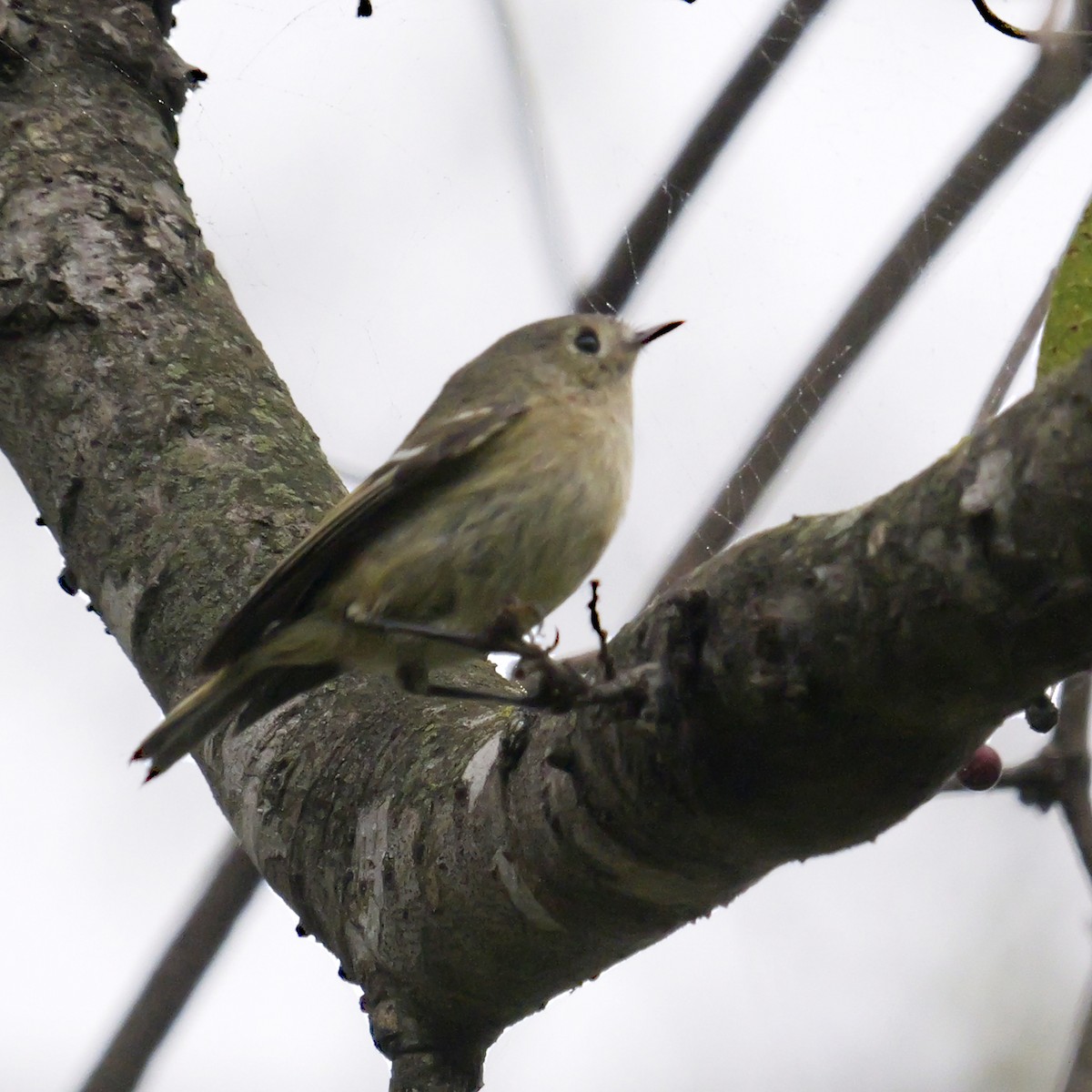 Ruby-crowned Kinglet - ML646699755