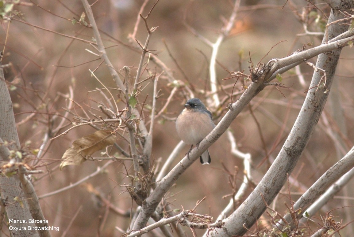 African Chaffinch (African) - ML646699756