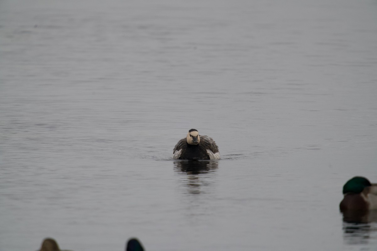 Barnacla Cariblanca - ML646699759