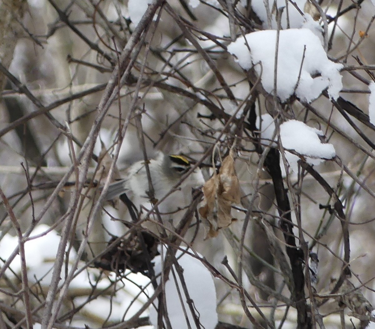 Golden-crowned Kinglet - ML646699760