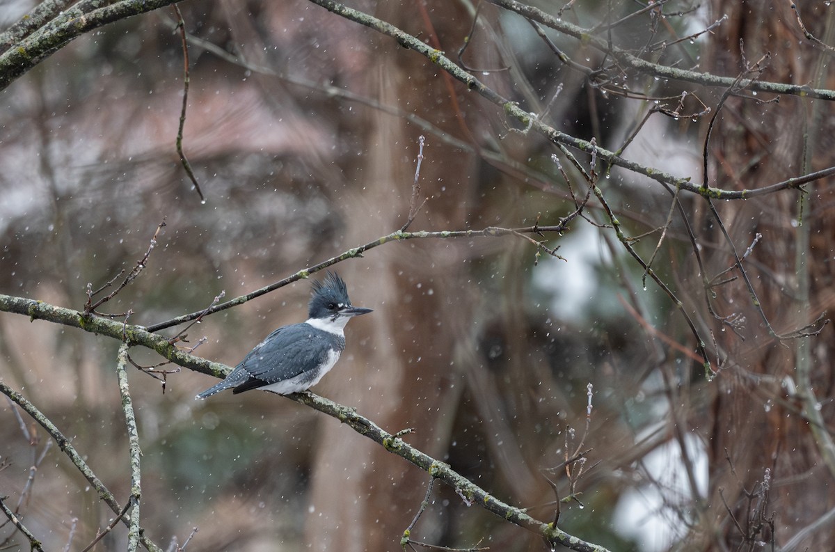 Belted Kingfisher - ML646699763