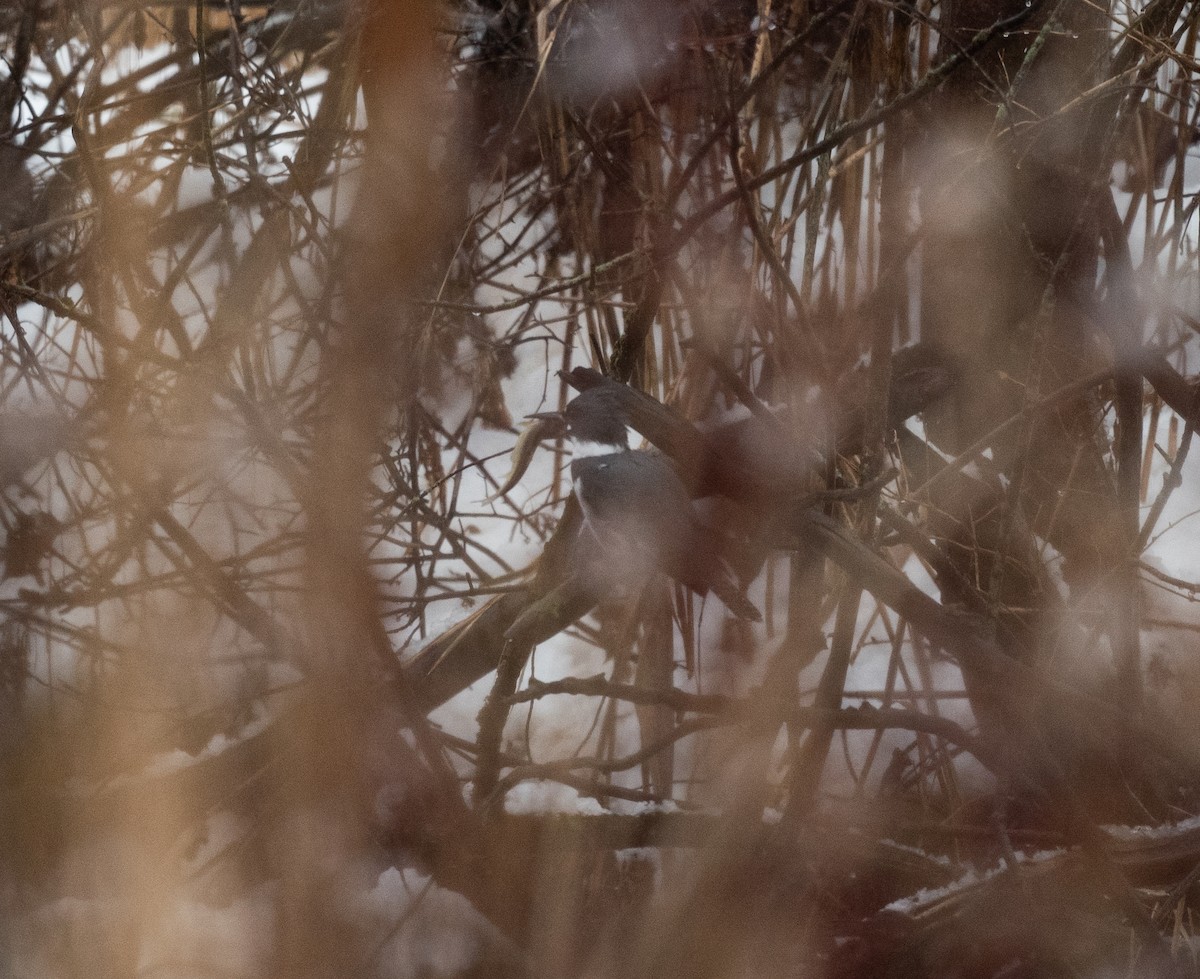 Belted Kingfisher - ML646699764
