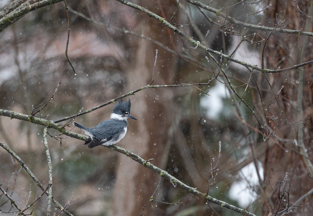 Belted Kingfisher - ML646699765