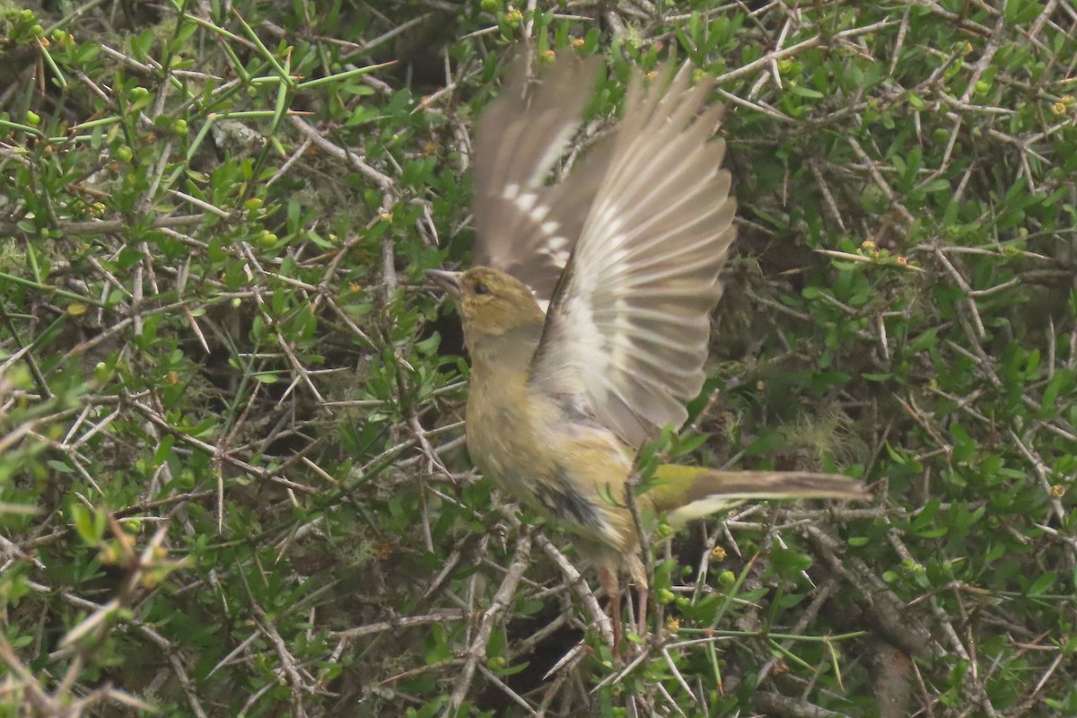 Txonta arrunta - ML646699766