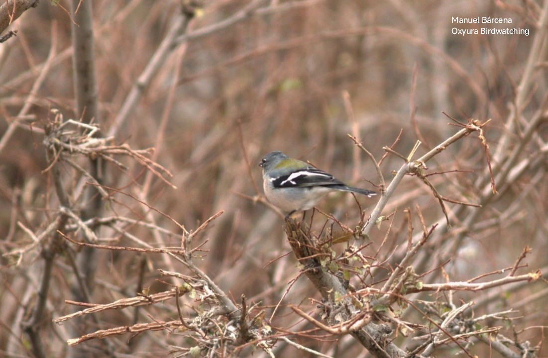 African Chaffinch (African) - ML646699767