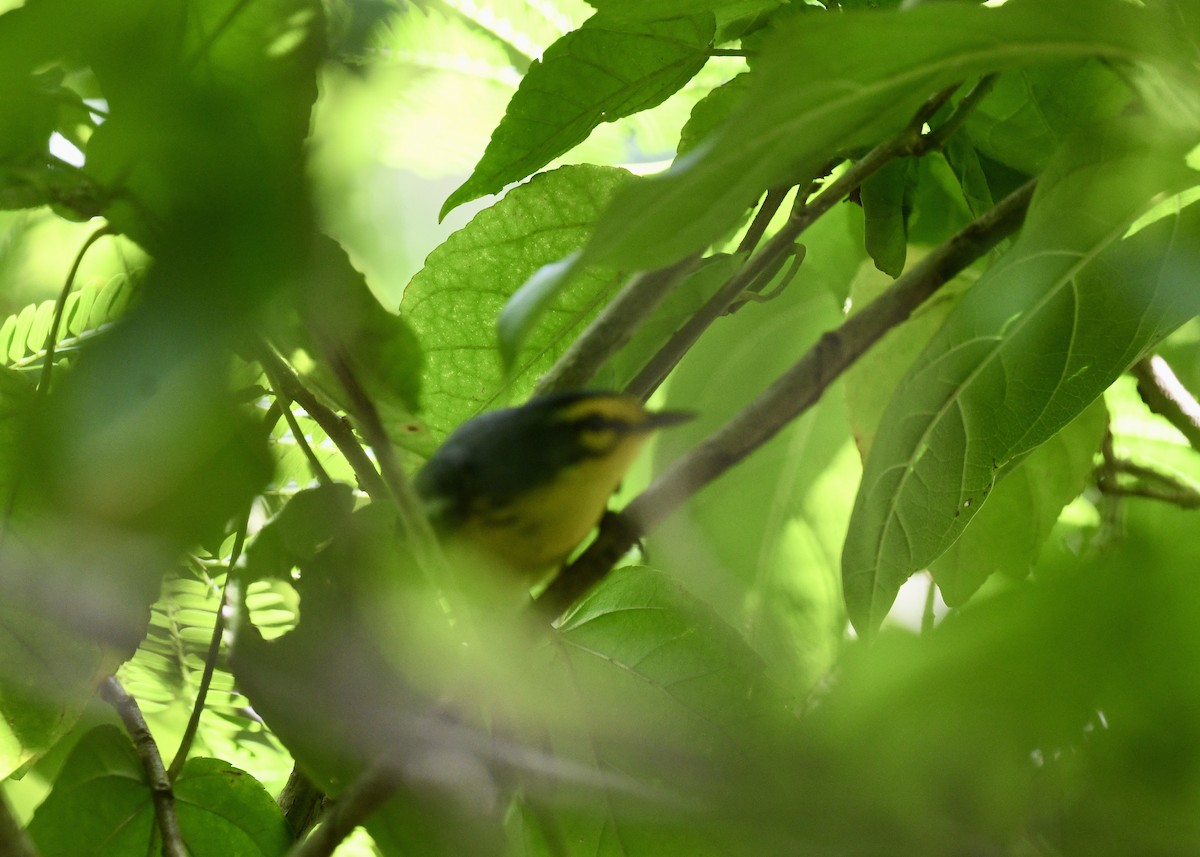 St. Lucia Warbler - ML646699768