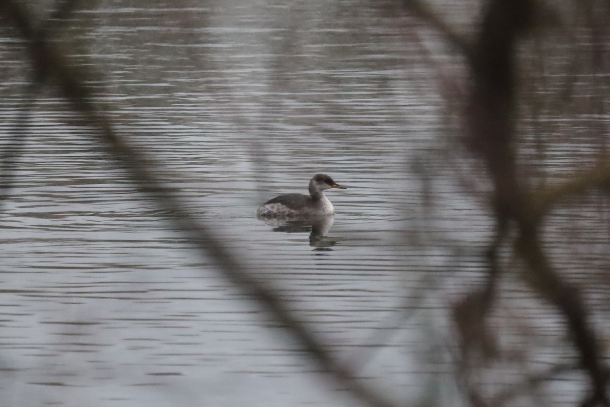 Серощёкая поганка - ML646699769