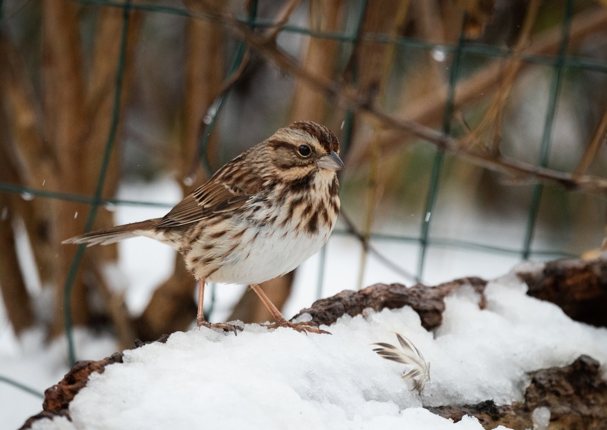 Song Sparrow - ML646699772