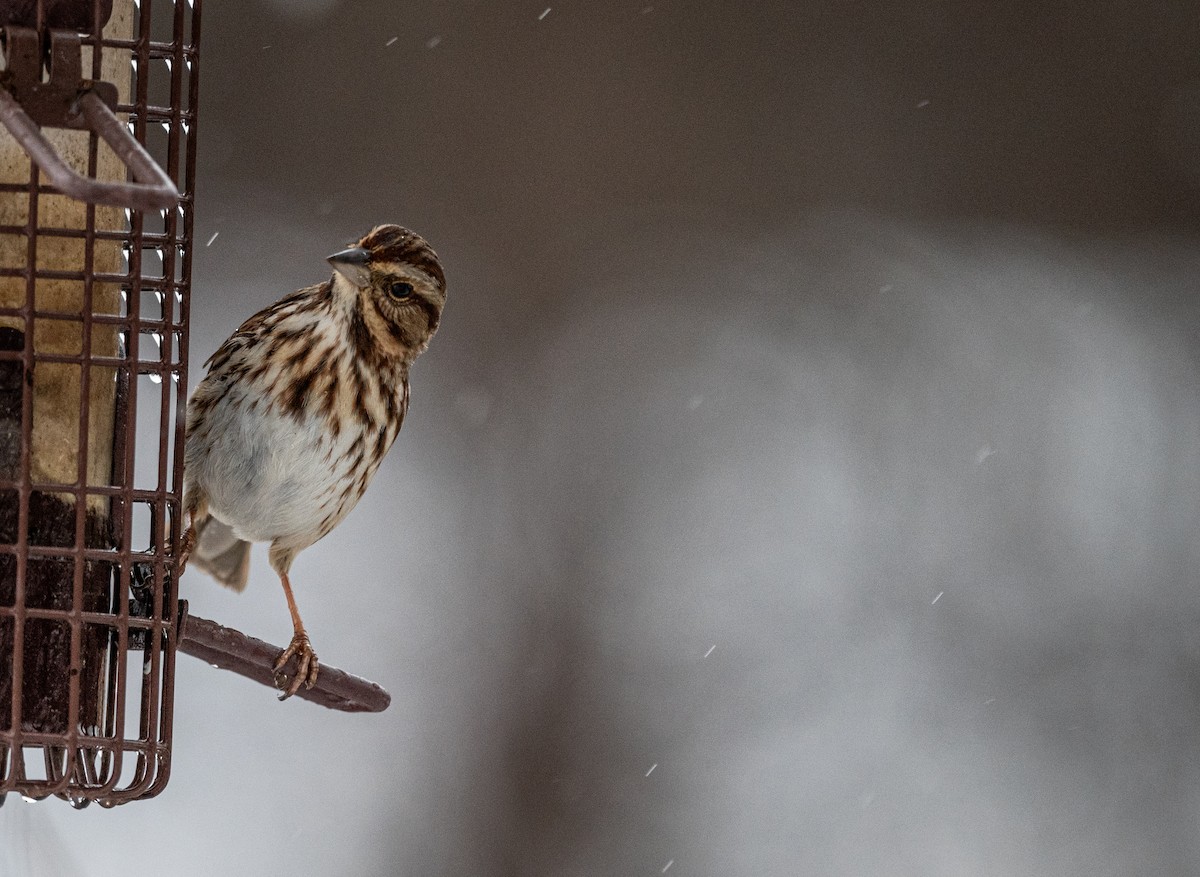 Song Sparrow - ML646699773