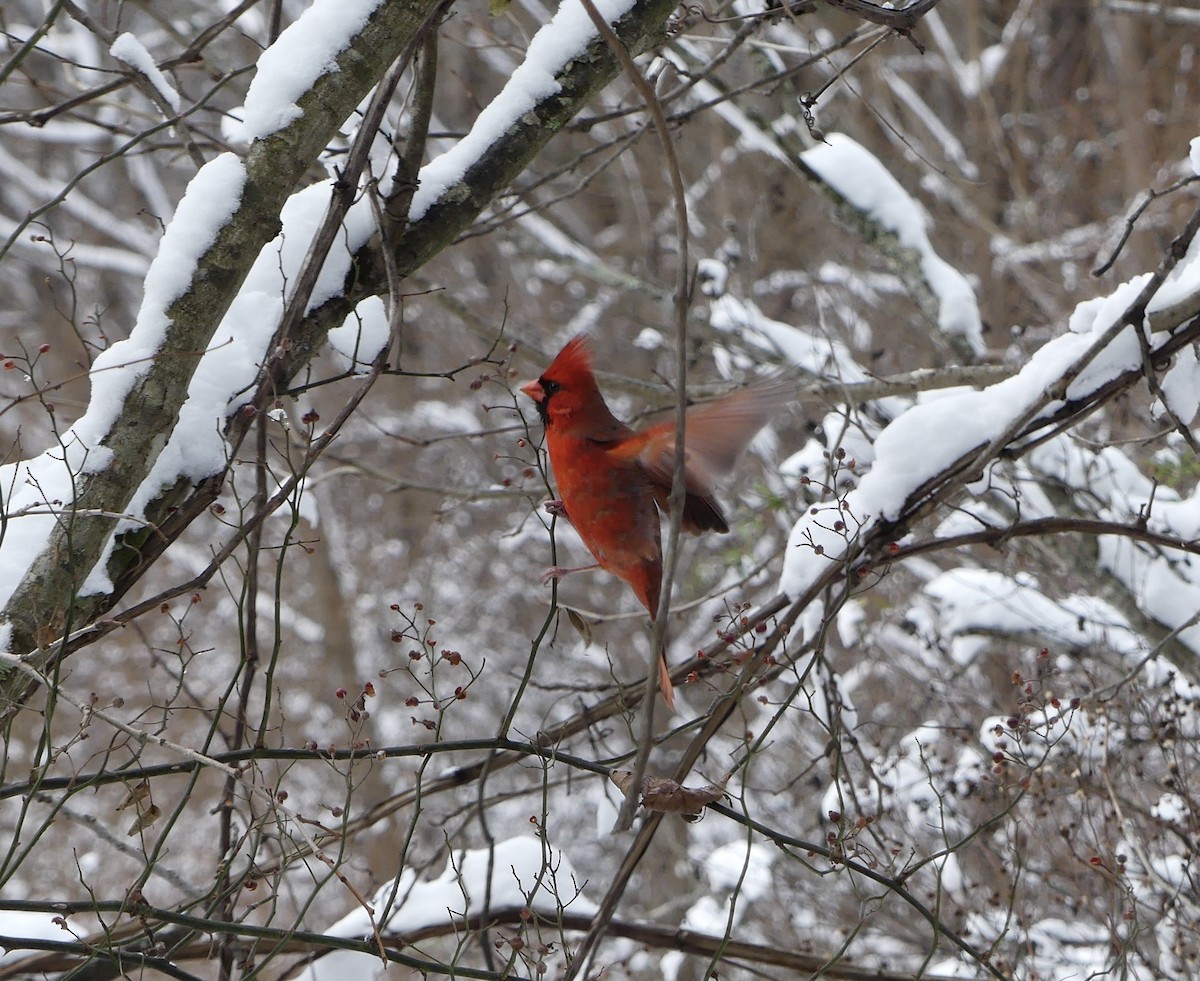 Northern Cardinal - ML646699774