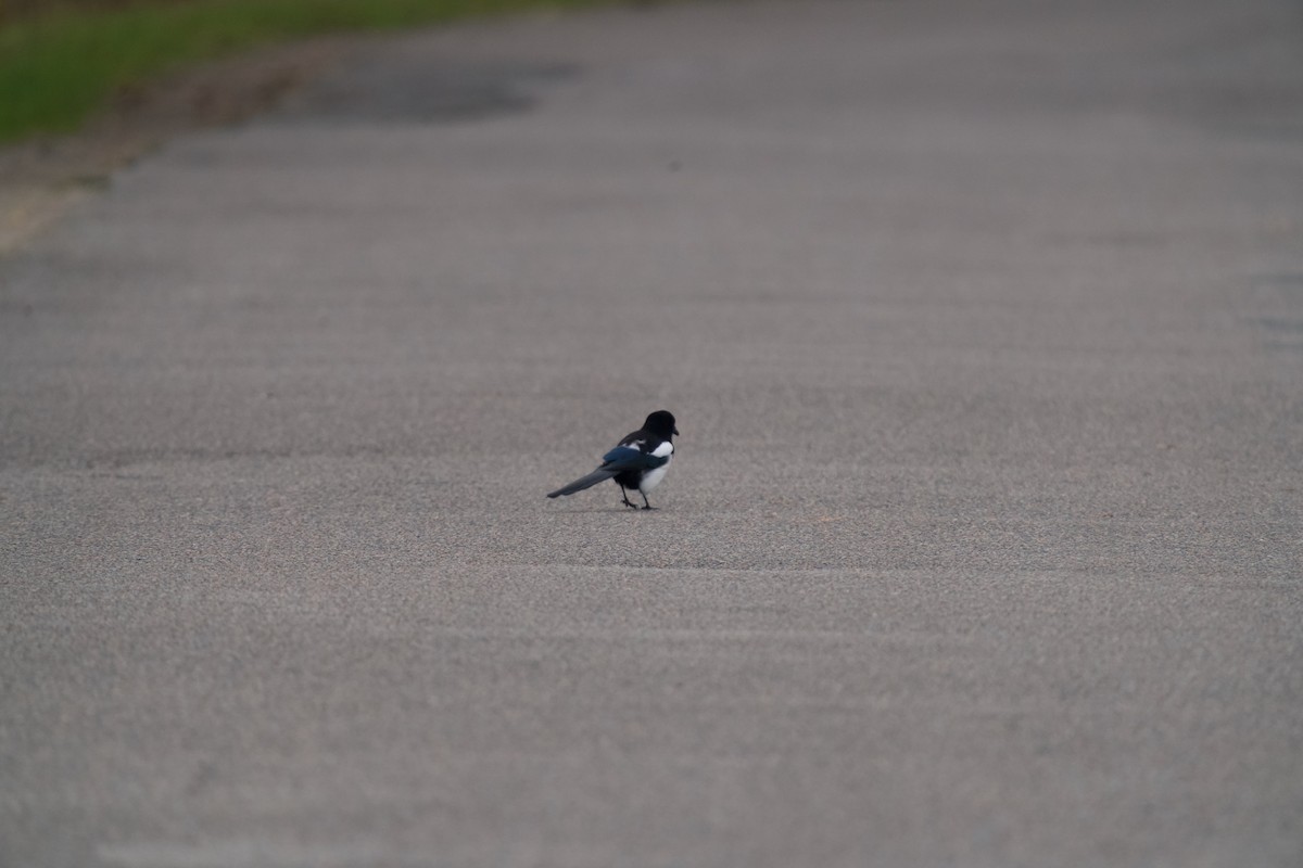 Urraca Común - ML646699776