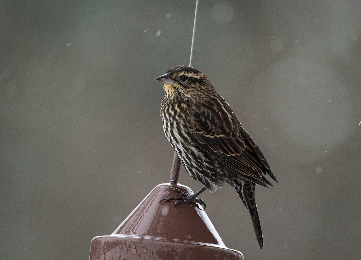 Red-winged Blackbird - ML646699779