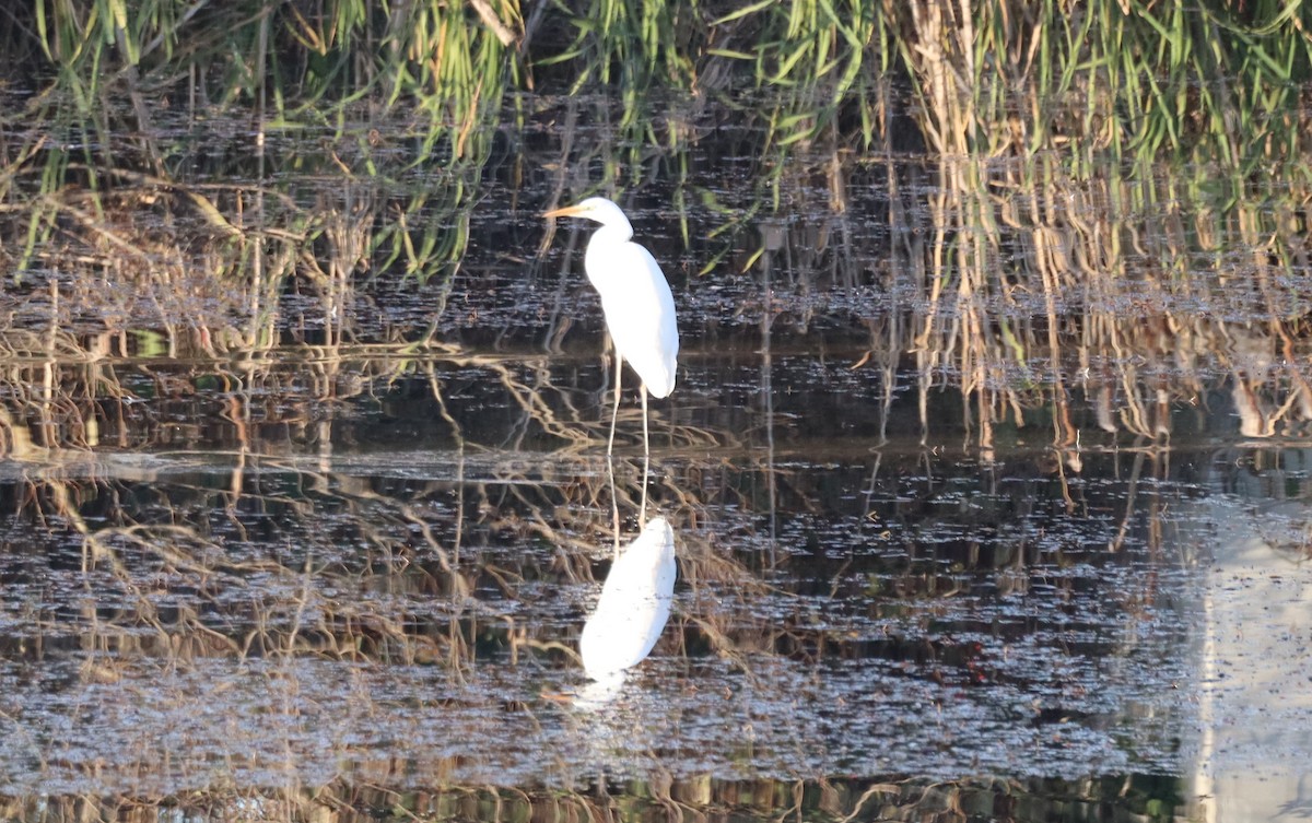 Чапля велика - ML646699780