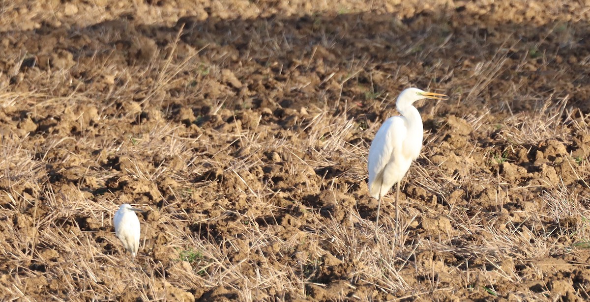Чапля велика - ML646699781