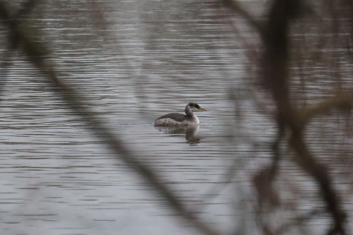 Серощёкая поганка - ML646699785