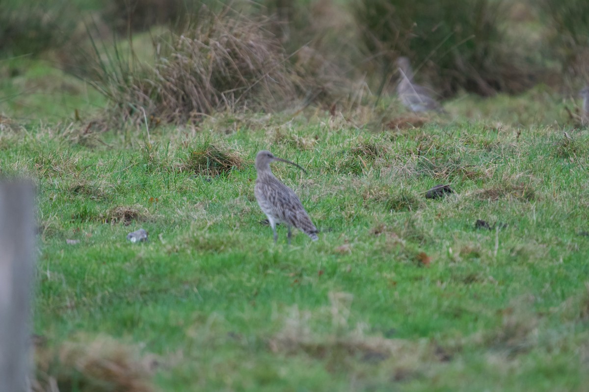 Zarapito Real - ML646699786