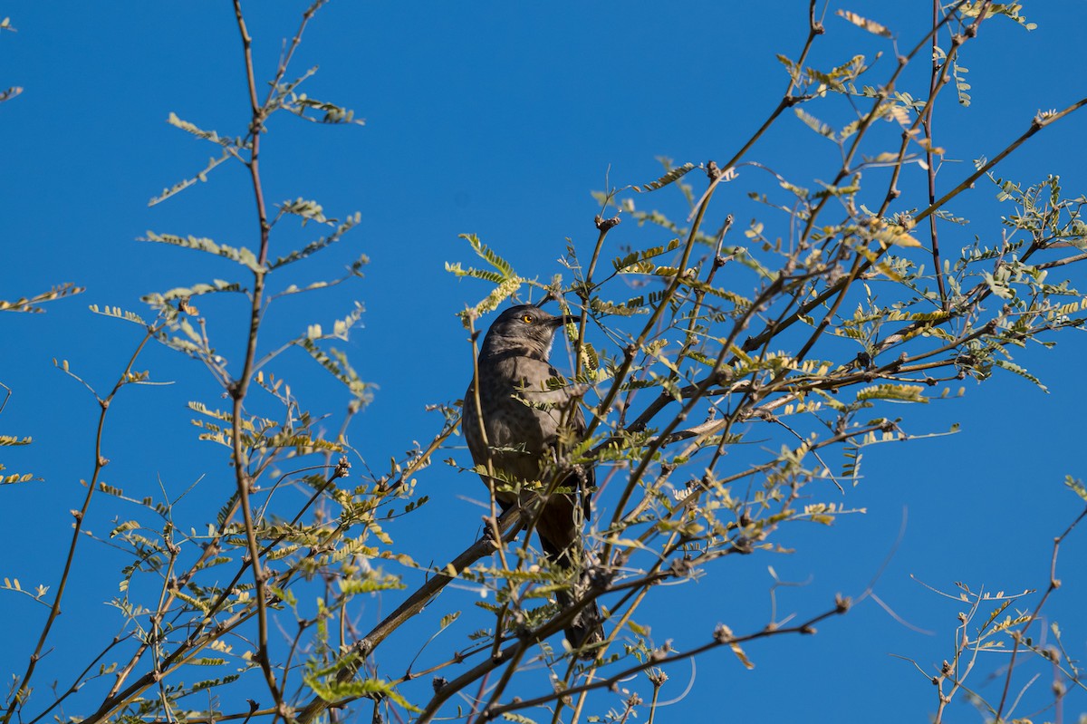 Curve-billed Thrasher - ML646699787