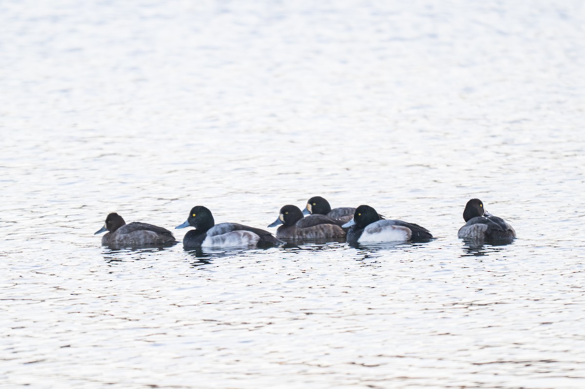 スズガモ - ML646699790