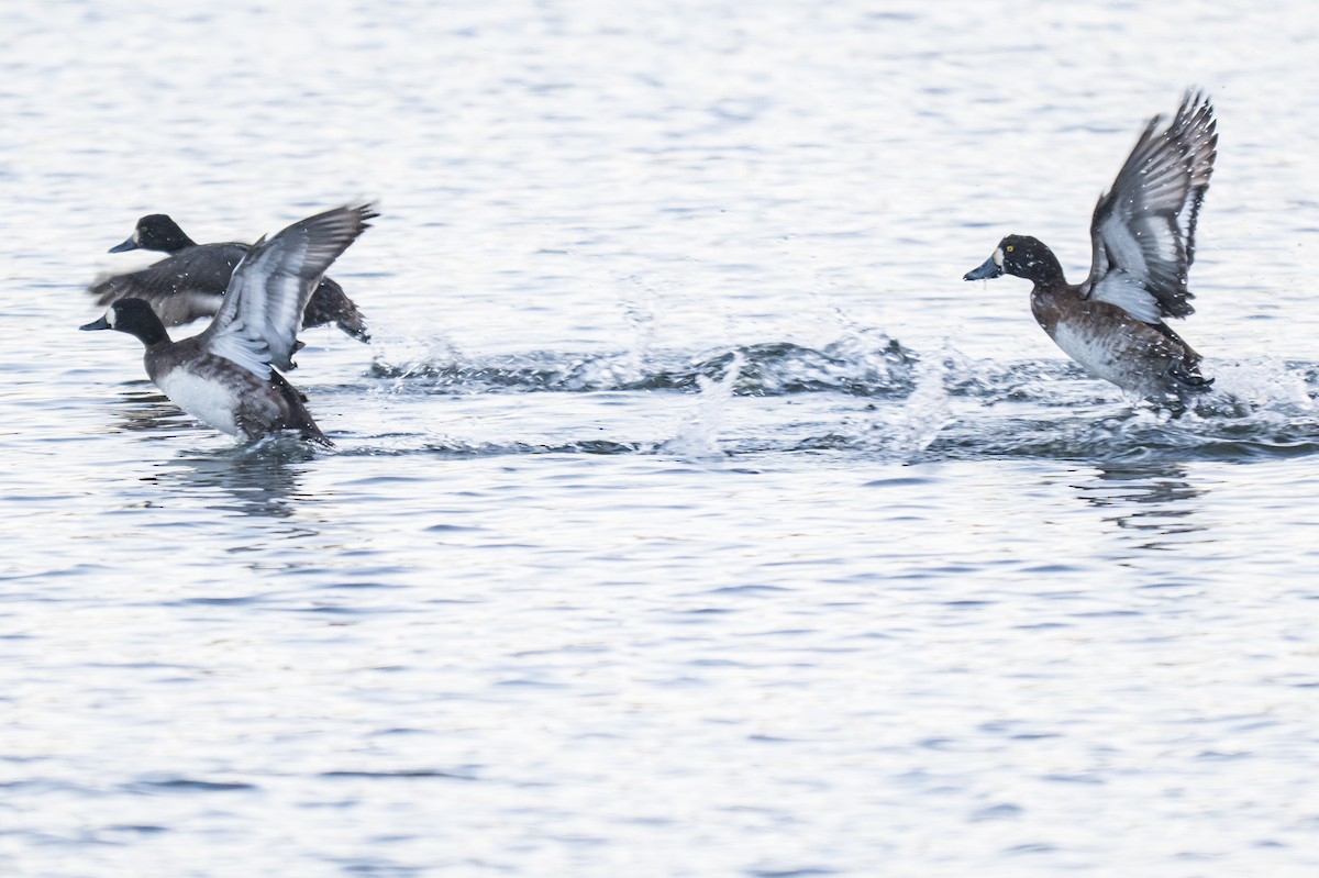 スズガモ - ML646699792