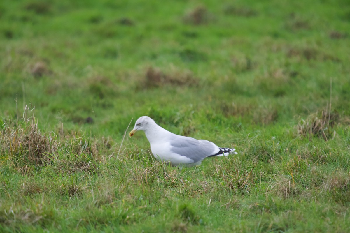 Gaviota Argéntea Europea - ML646699794