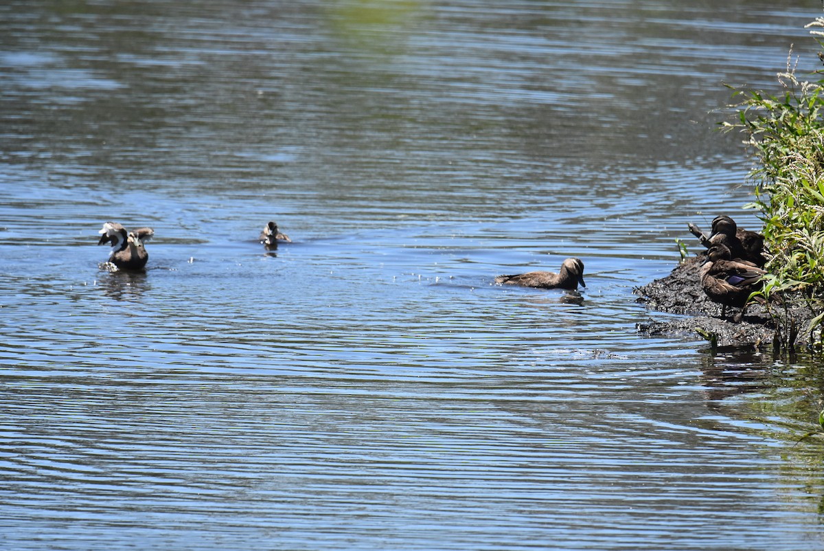 Pacific Black Duck - ML646699795