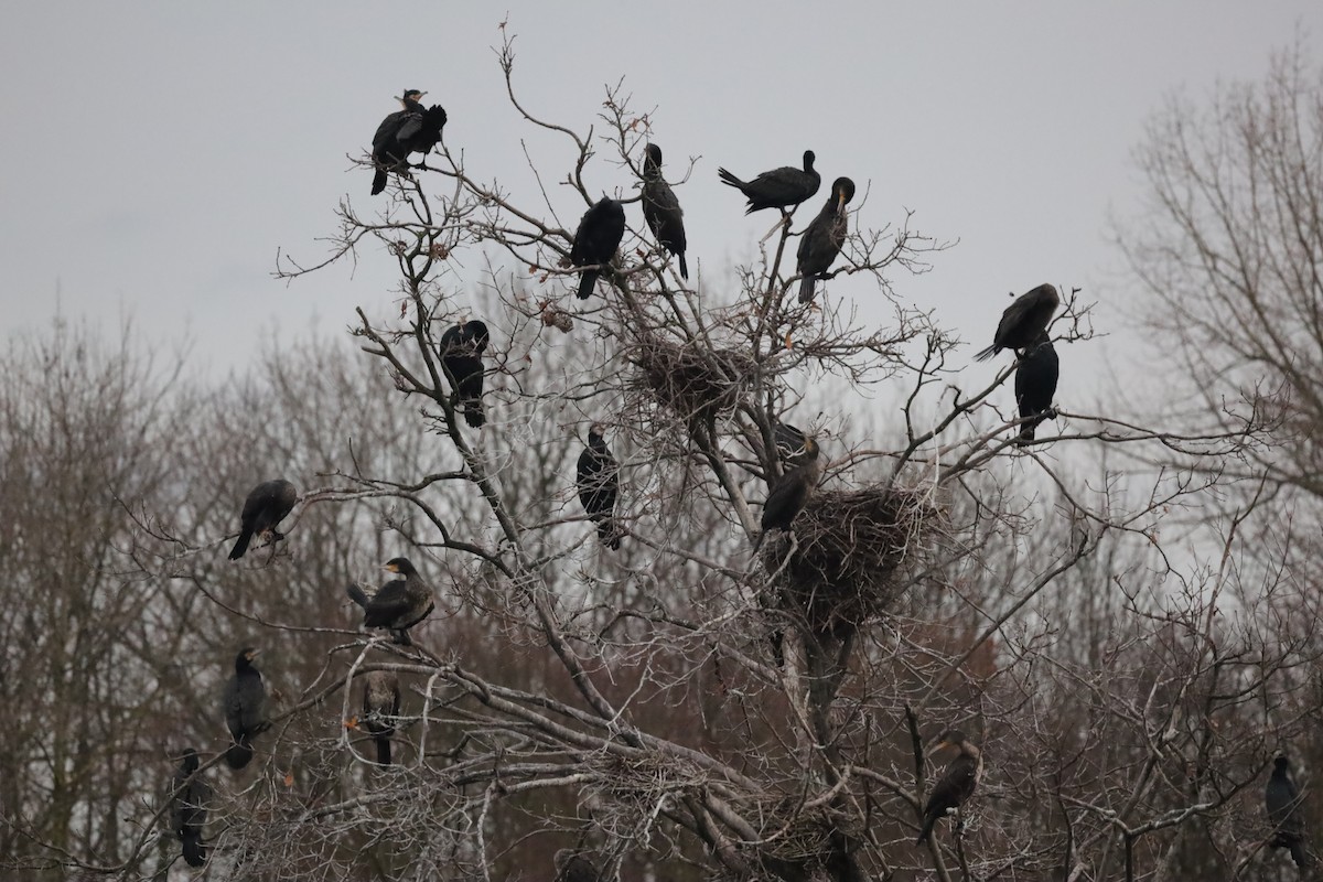 Большой баклан - ML646699798