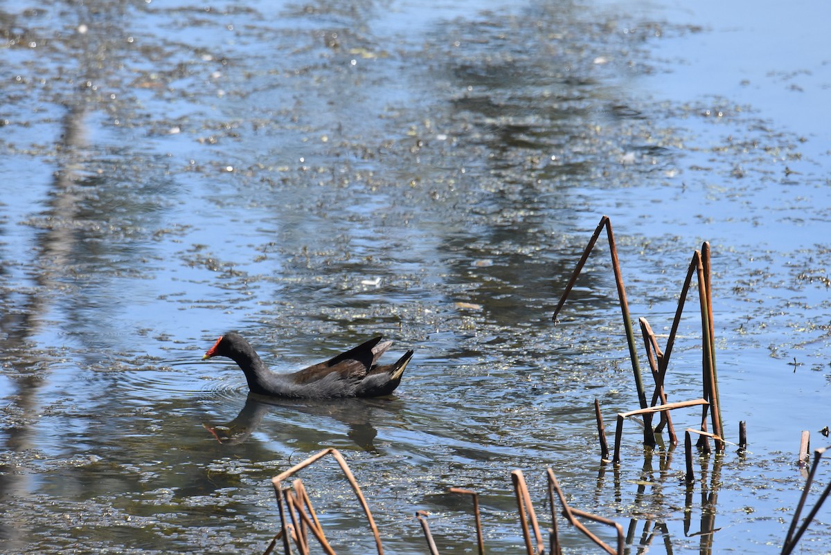 Dusky Moorhen - ML646699801
