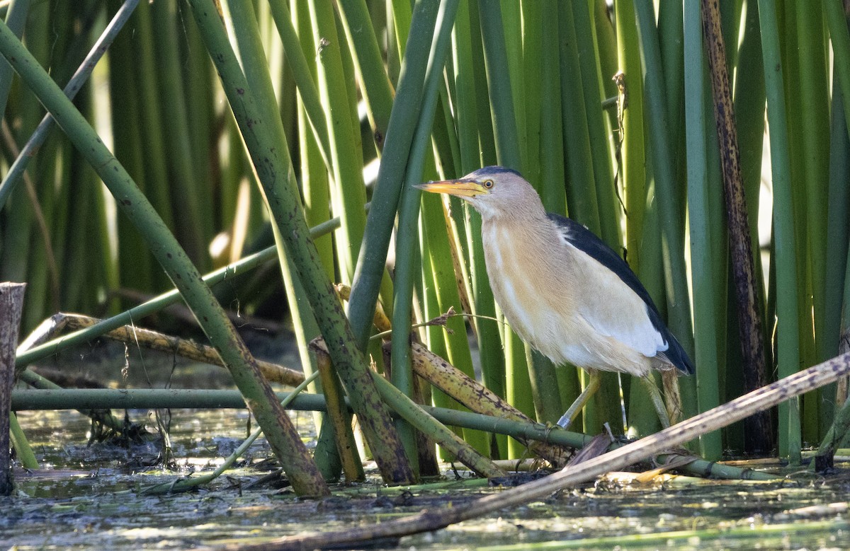 Little Bittern - ML646699802