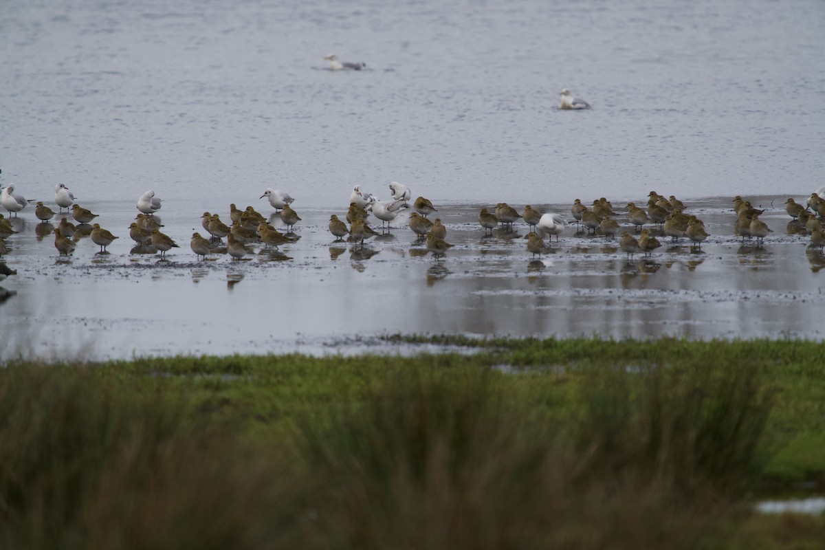 Сивка звичайна - ML646699803