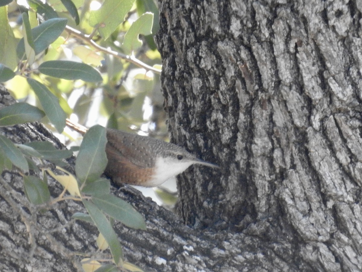 Canyon Wren - ML646699809