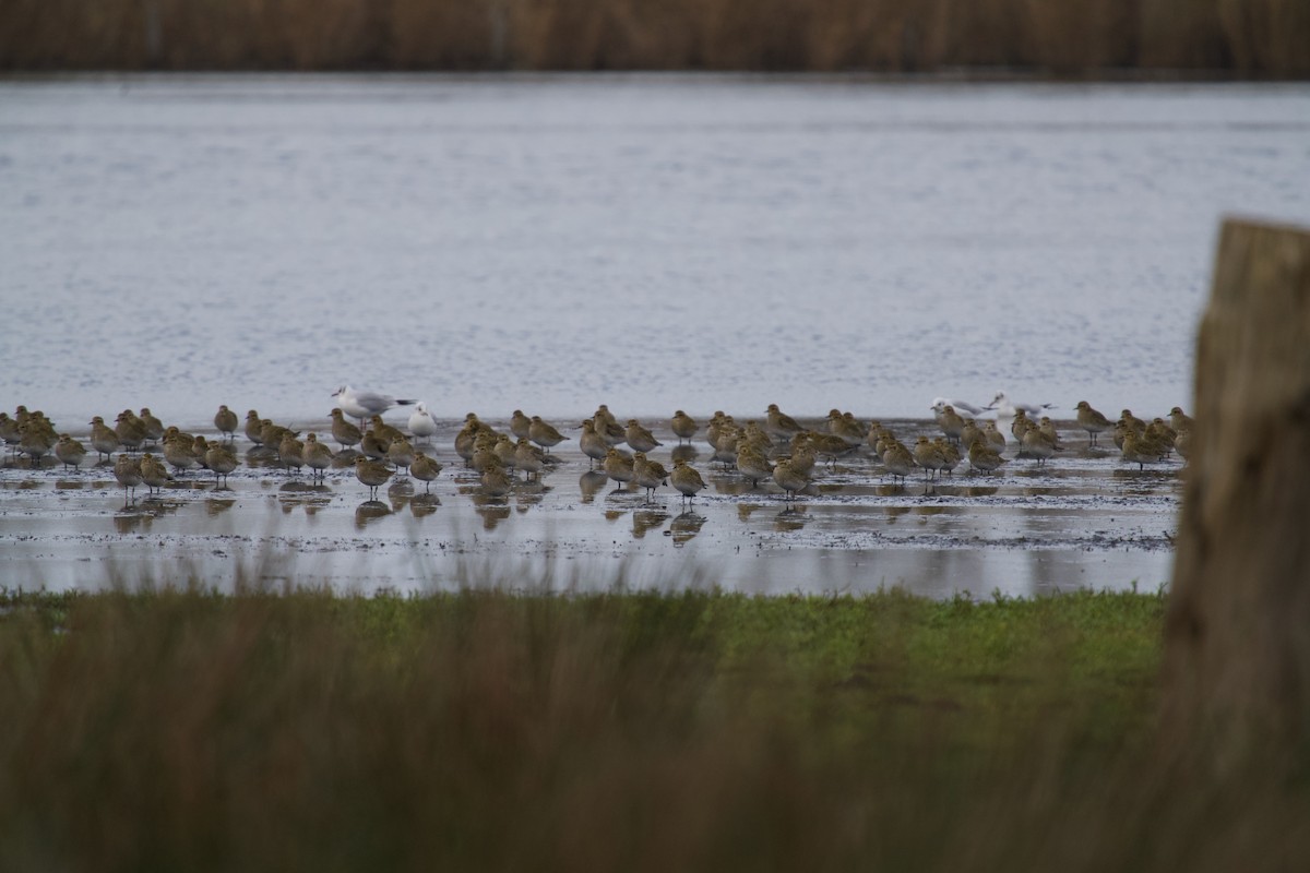 Сивка звичайна - ML646699811