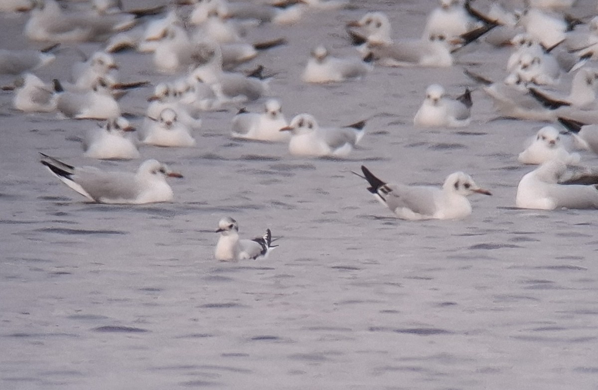 Gabbianello - ML646699814