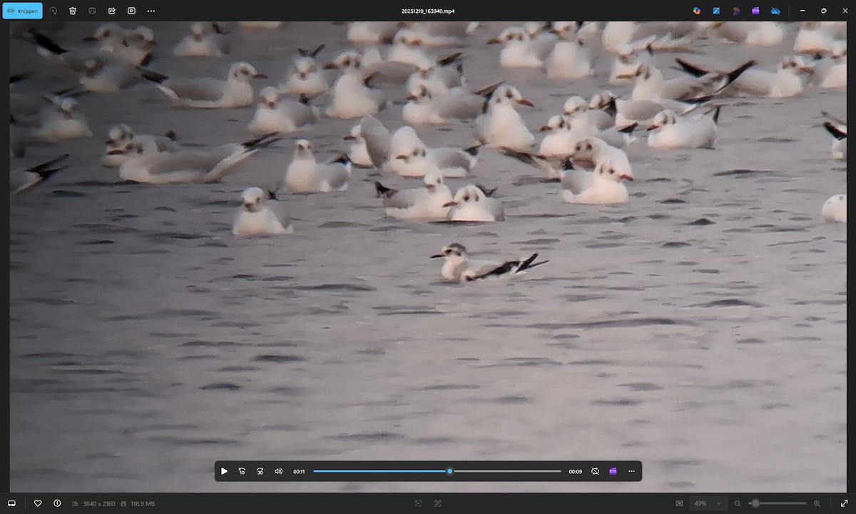 Gabbianello - ML646699815