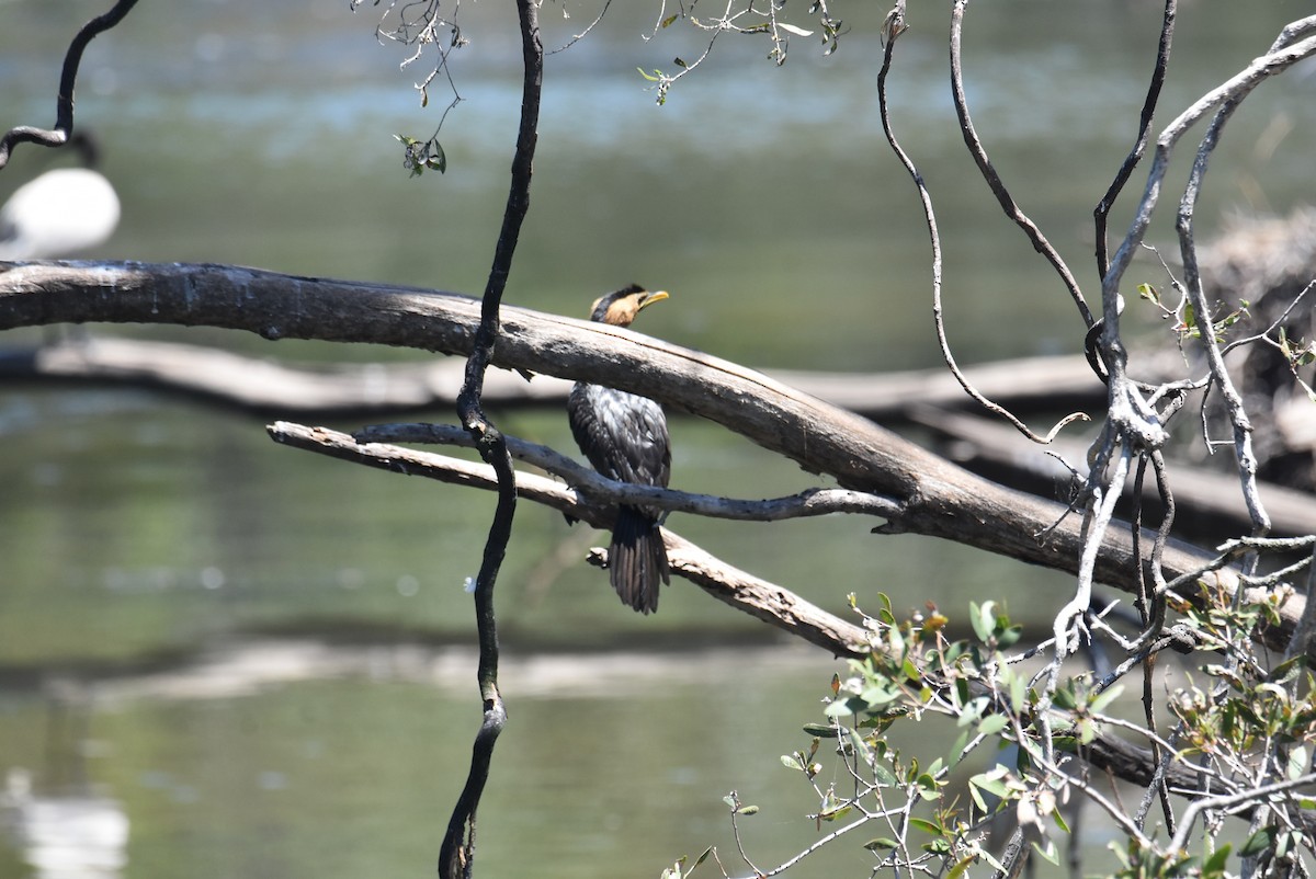 Little Pied Cormorant - ML646699817