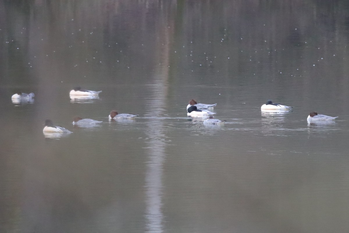 Большой крохаль - ML646699819