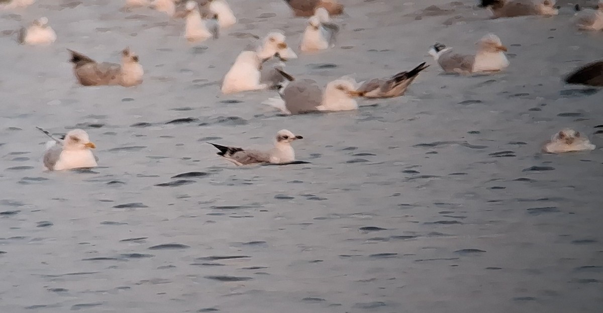 Gabbiano corallino - ML646699820