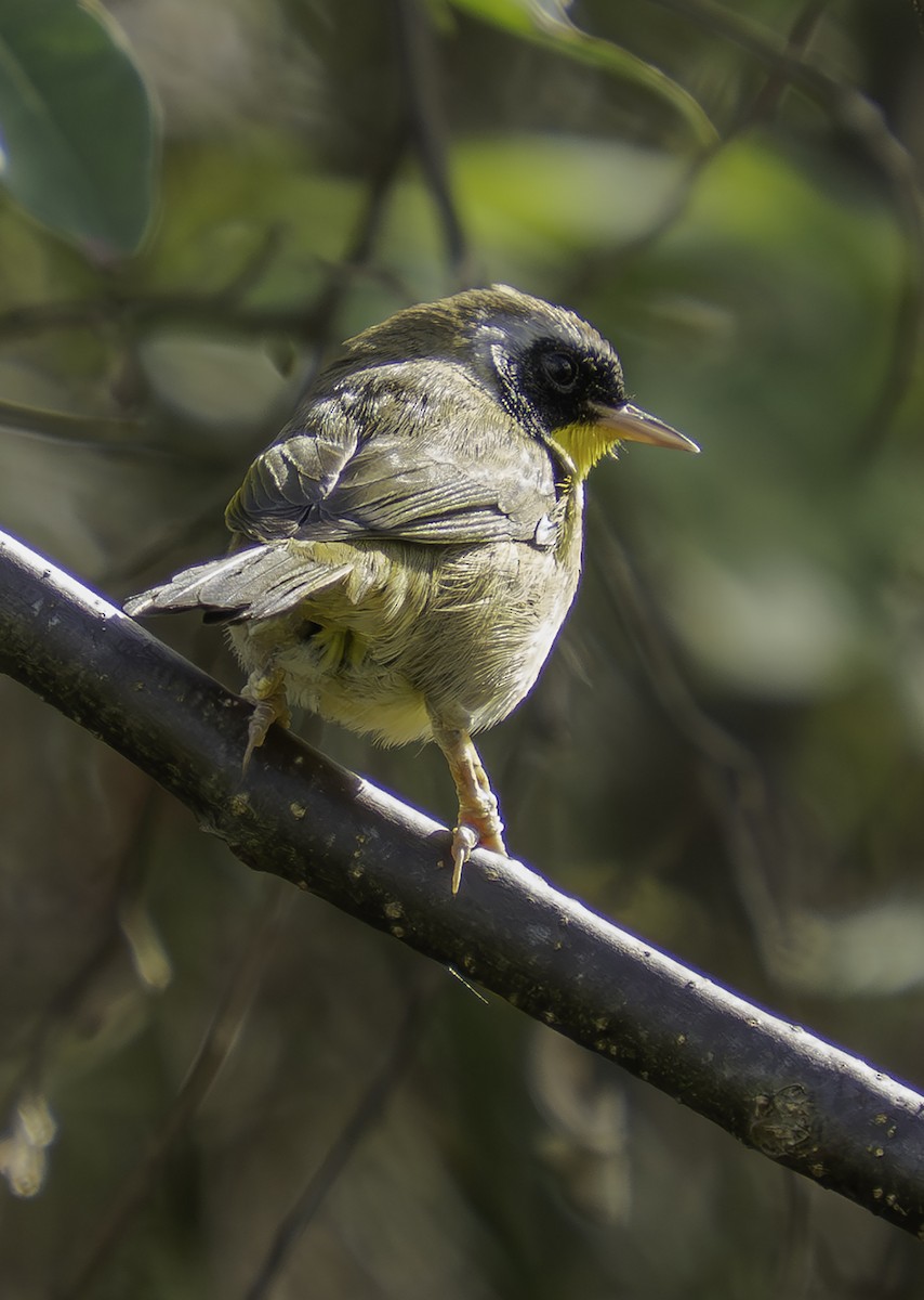 カオグロアメリカムシクイ - ML646699821