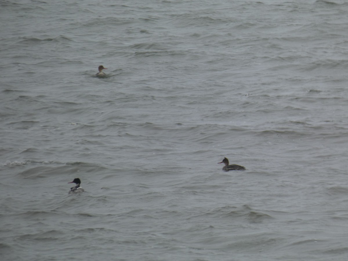 Serreta Mediana - ML646699822