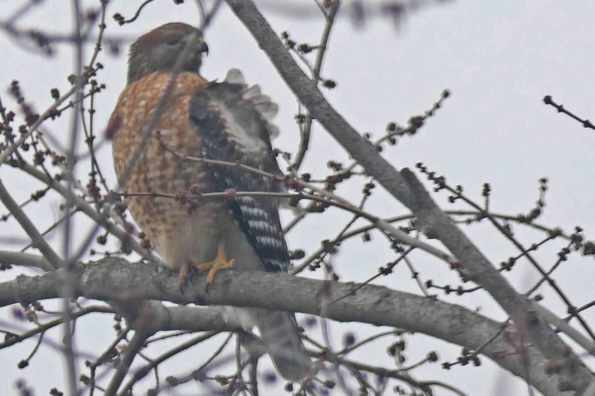 Red-shouldered Hawk - ML646699827