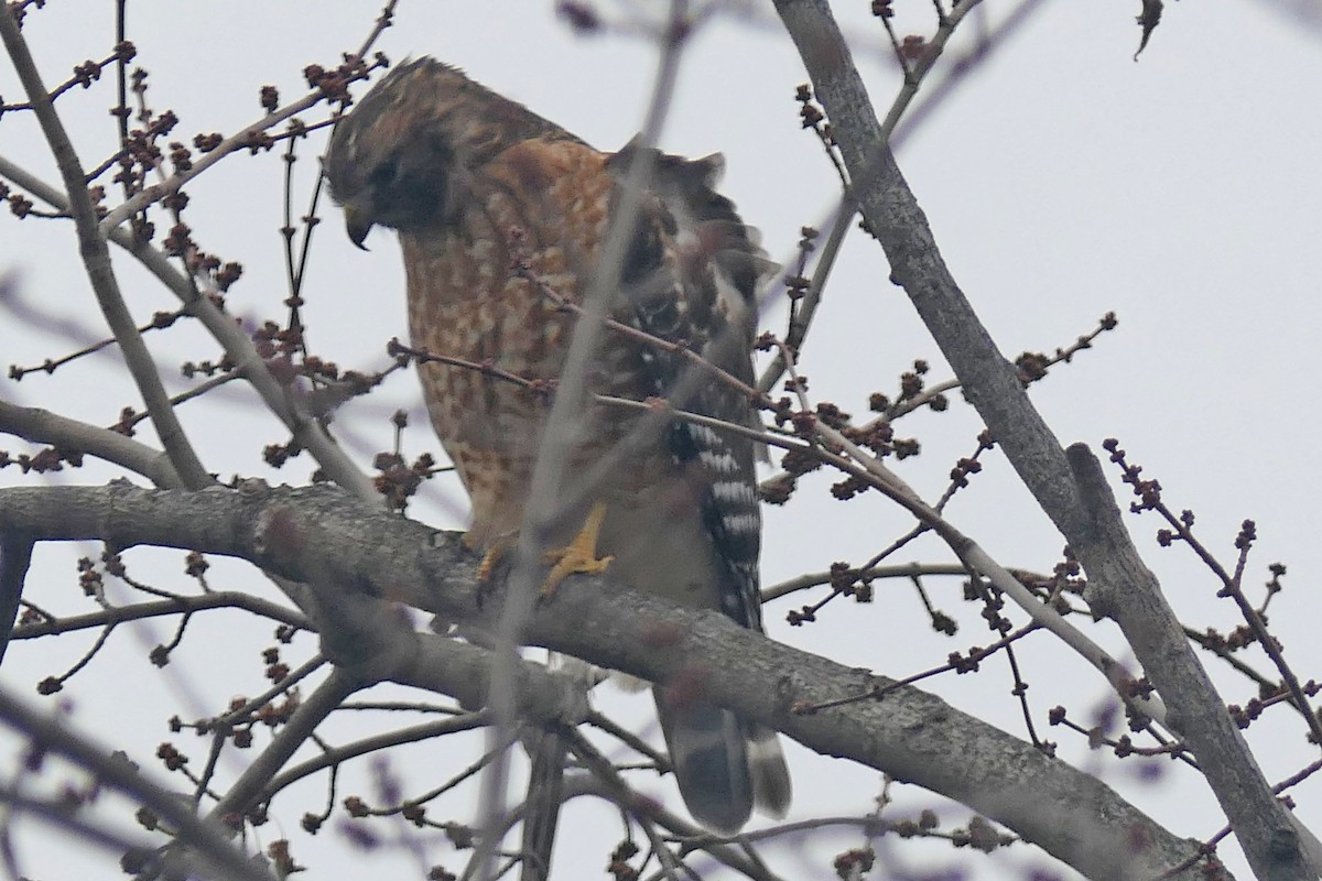 Red-shouldered Hawk - ML646699828