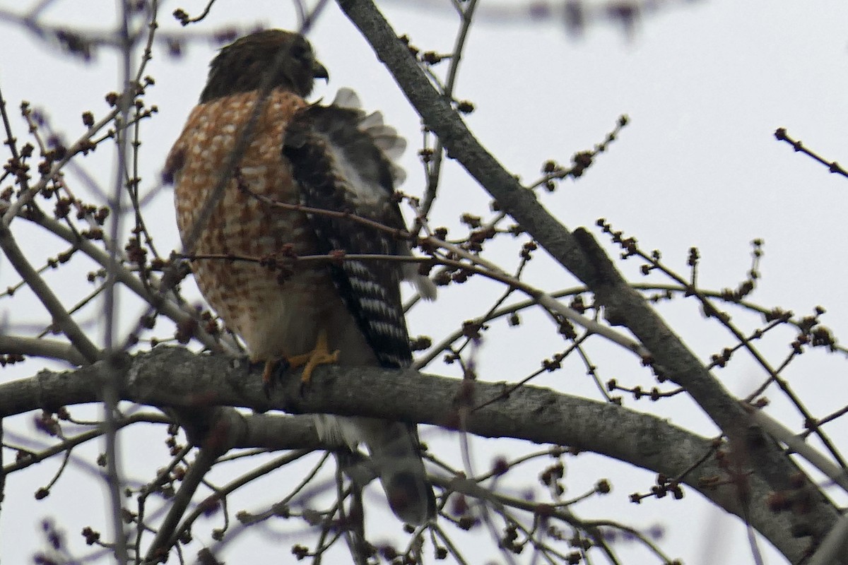Red-shouldered Hawk - ML646699829