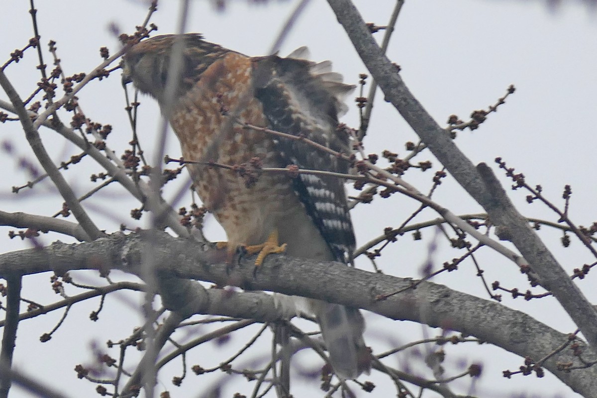 Red-shouldered Hawk - ML646699830