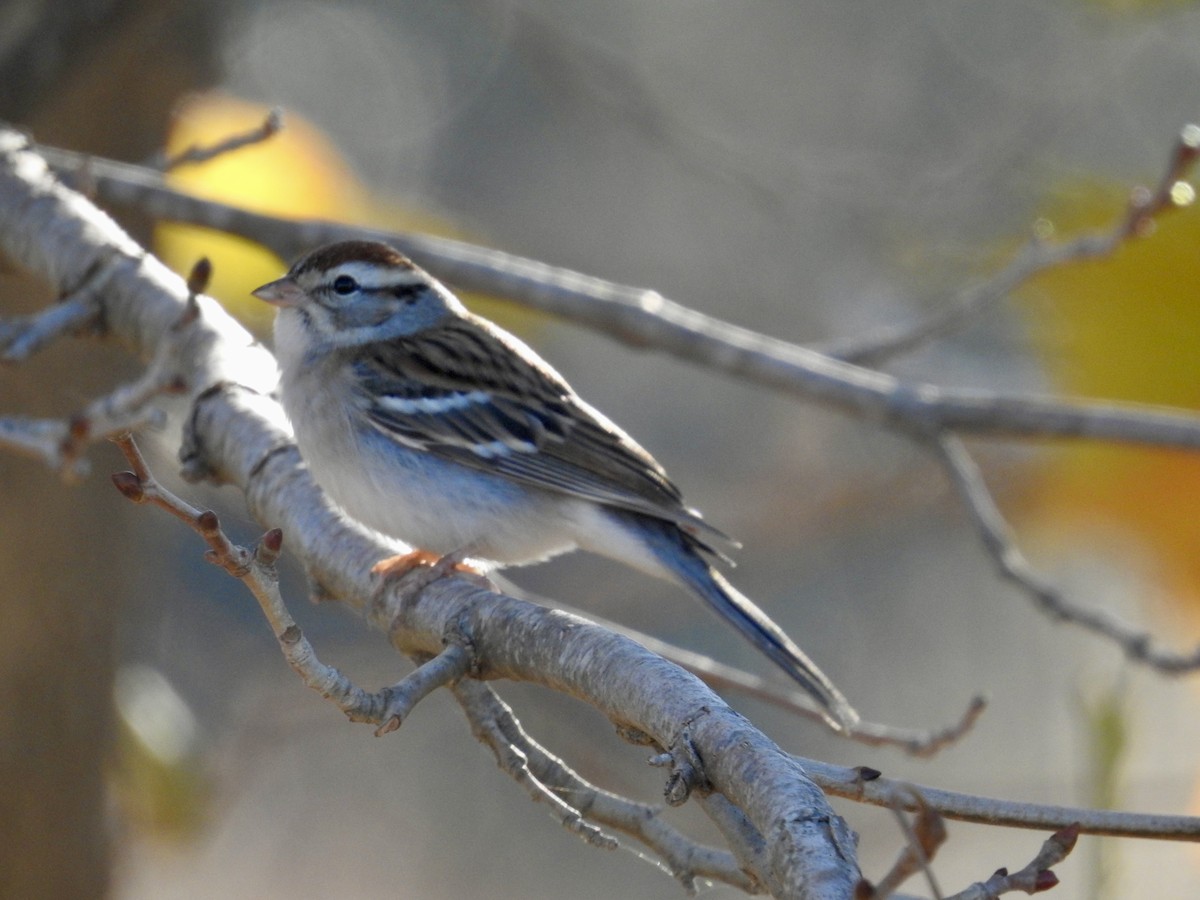 Chipping Sparrow - ML646699832