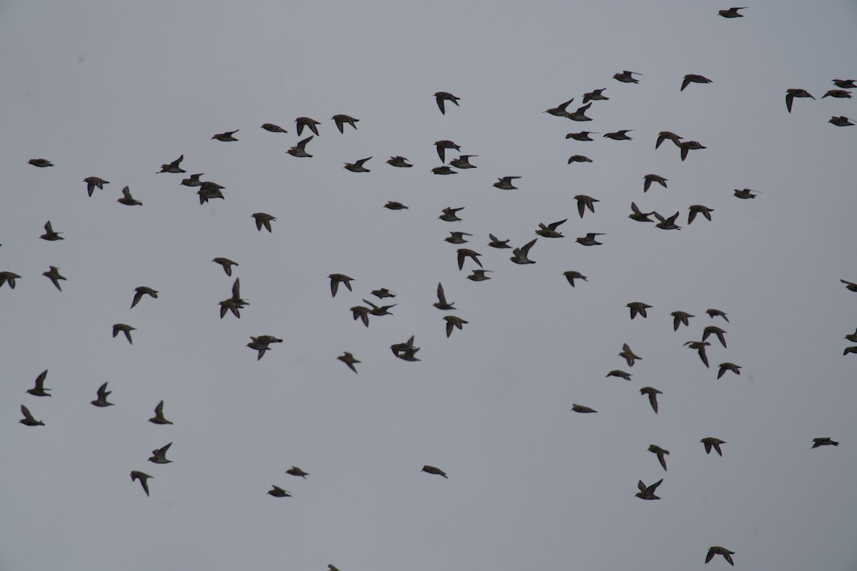 Сивка звичайна - ML646699833