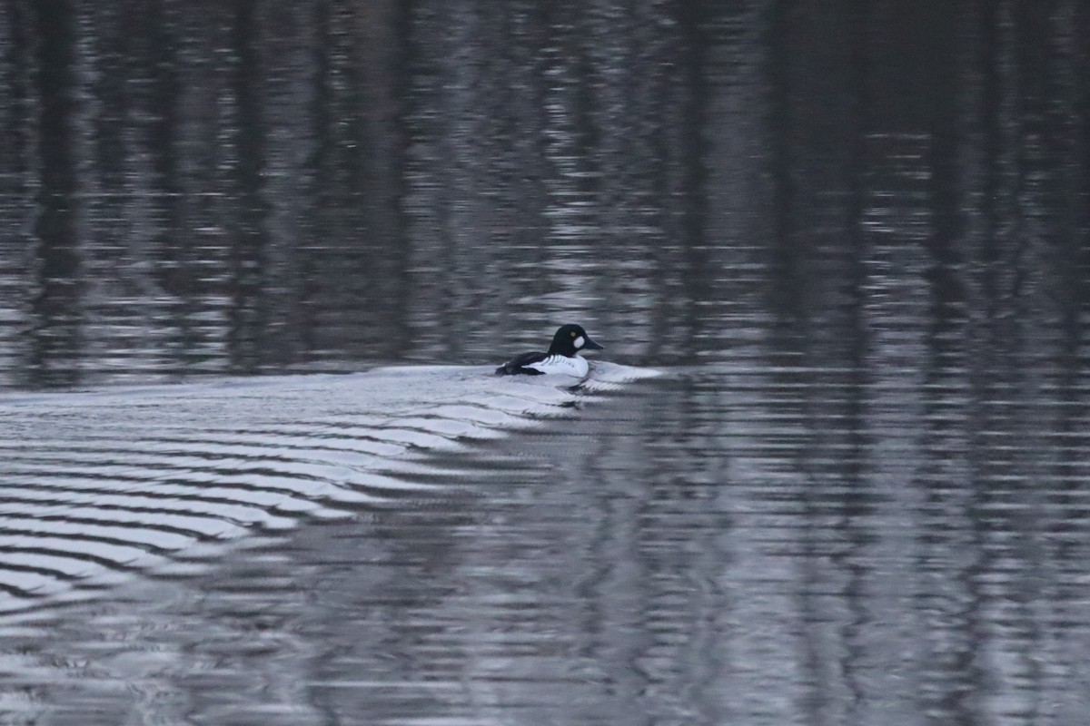 Гоголь - ML646699834