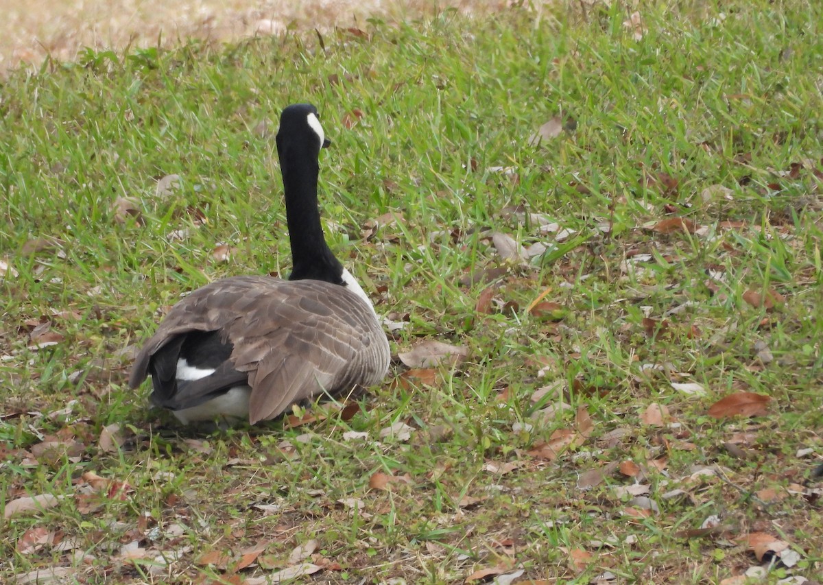 カナダガン - ML646699836