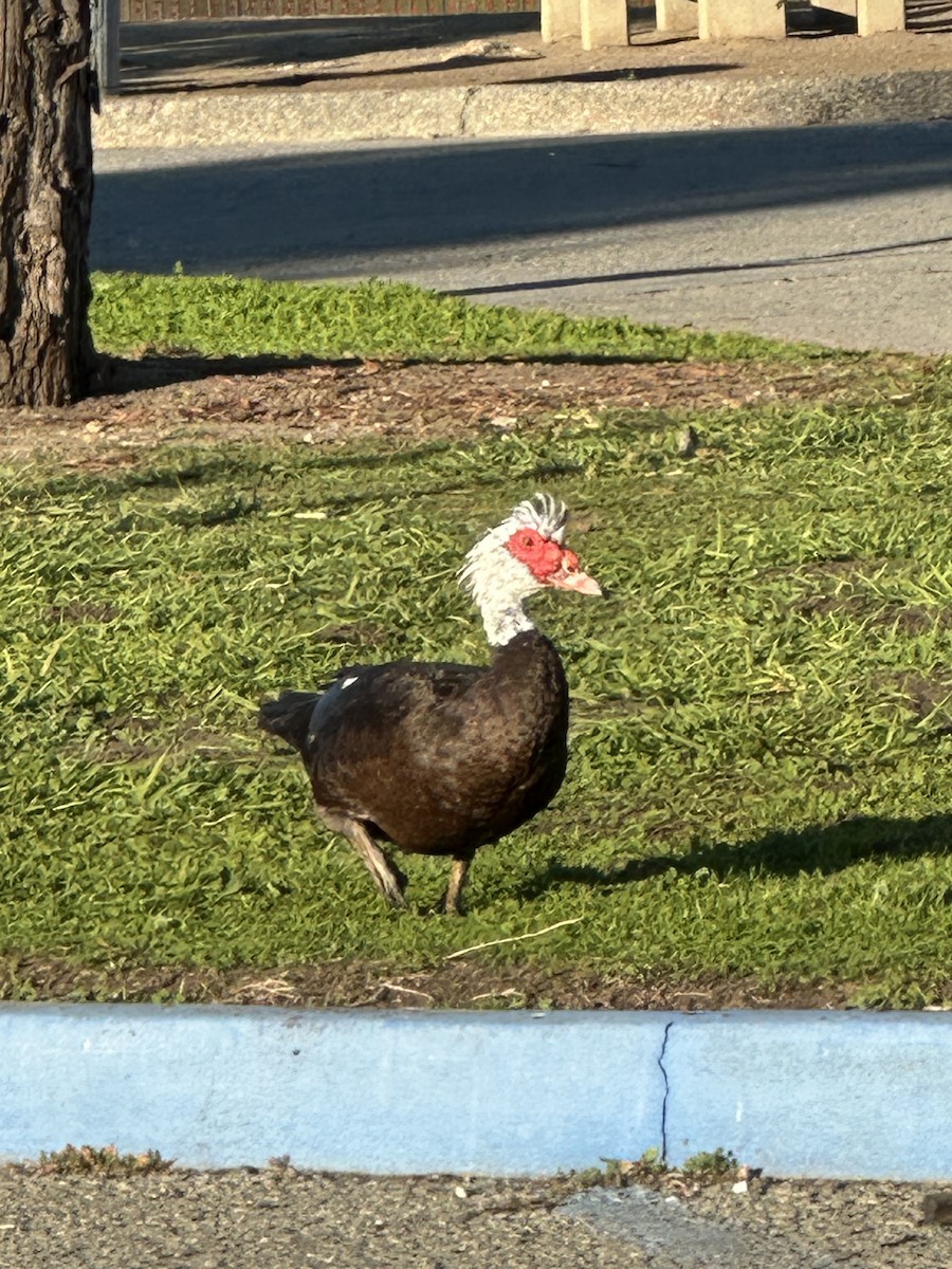 Muscovy Duck (Domestic type) - ML646699837