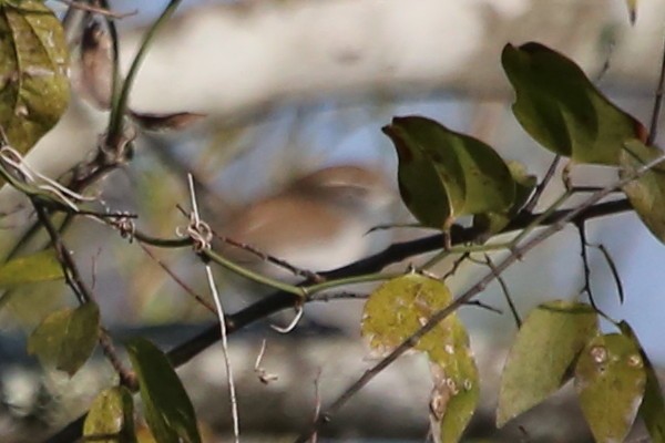 Buschzaunkönig - ML646699839